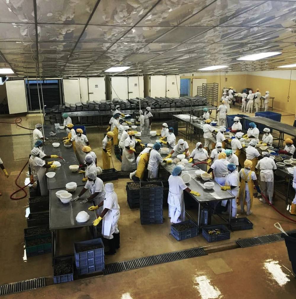 Planta de alimentos lista para producción